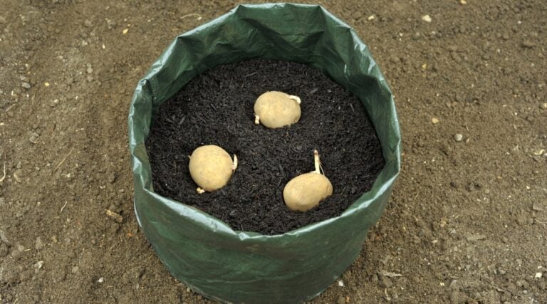 How to Grow Potatoes in a Grow Bag