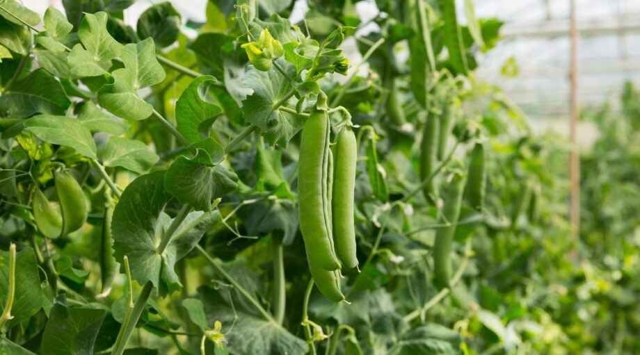 27 Best Seeds to Start Indoors in Early Spring