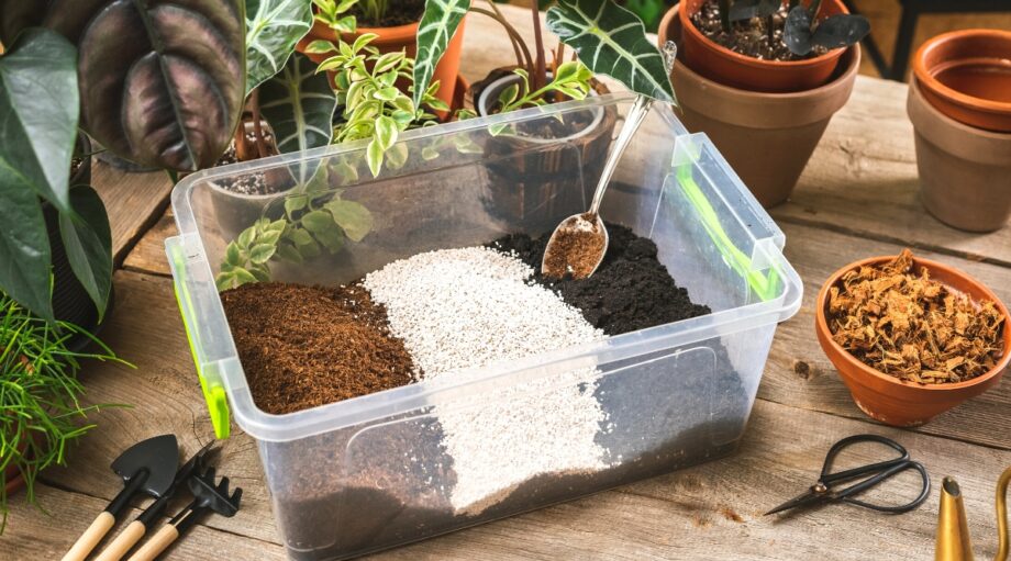 What’s the Best Soil For Christmas Cactus?