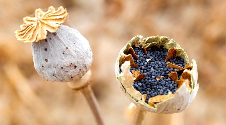 How to Plant, Grow, and Care for Breadseed Poppies