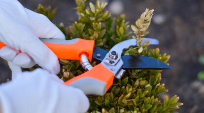 How to Prune Boxwood Shrubs