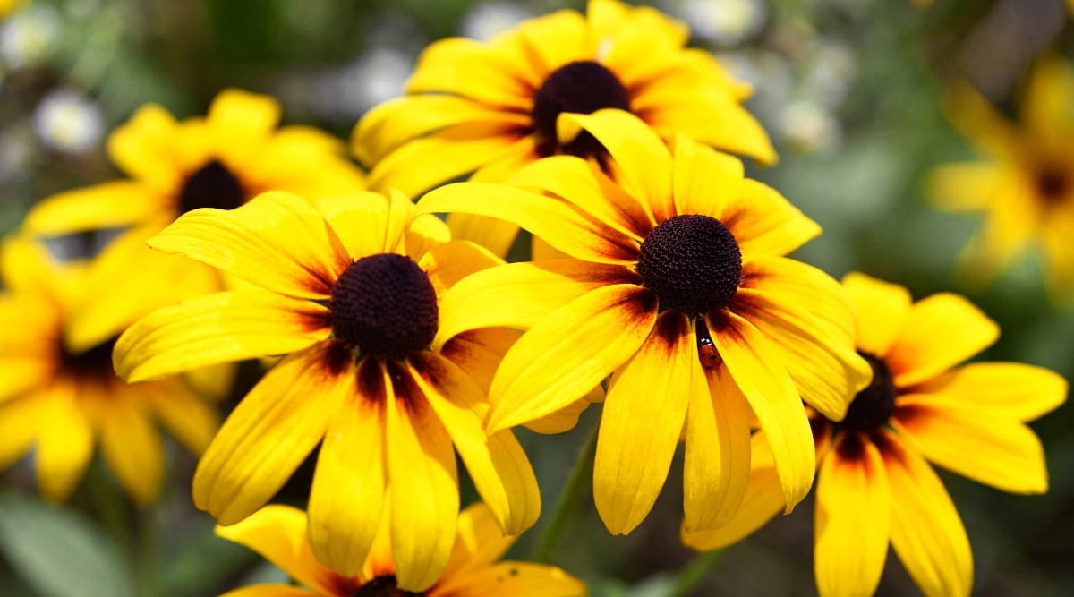 A vibrant cluster of Black-eyed Susans (Rudbeckia hirta) burst into view. Sunshine radiates from a multitude of golden petals, each one veined with intricate detail. Nestled in their centers, dark brown discs resemble balls of yarn, hinting at the promise of future bloom