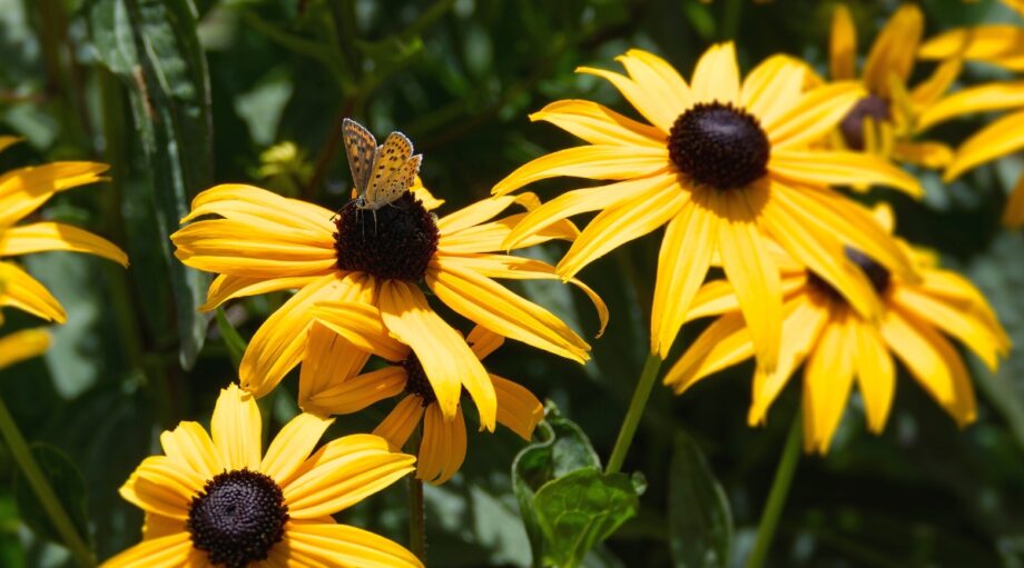 25 Top Plants to Attract Birds to Your Yard