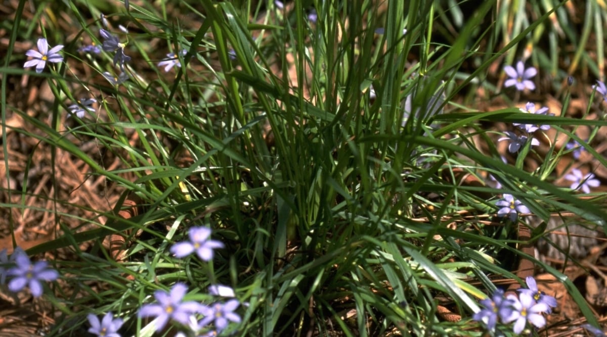 A cluster of slender leaves sways gently in the breeze, its delicate stalks bending gracefully. Among the verdant foliage, purple flowers bloom, their intricate petals creating a captivating contrast against the greenery.