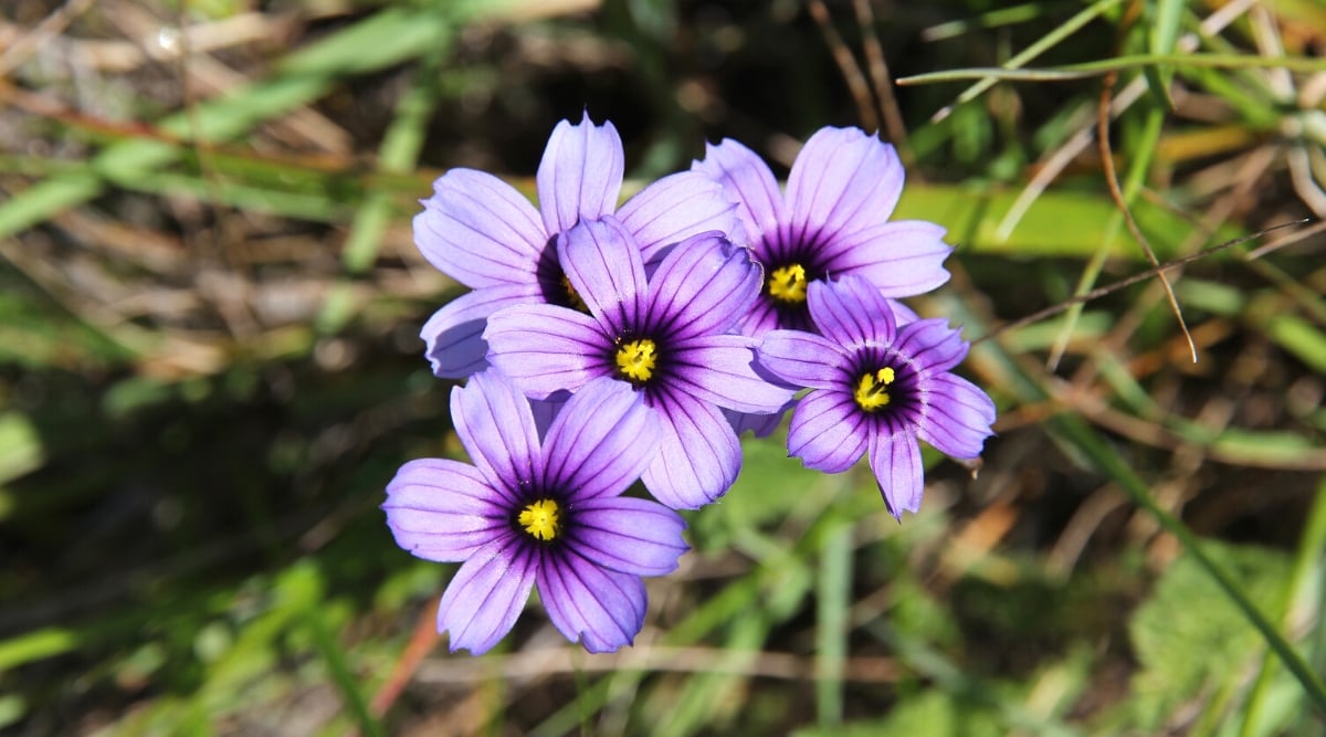 A close-up of purple Western blue-eyed blossoms, delicately catching sunlight. The petals reveal intricate patterns, drawing focus amidst a soft, blurred backdrop of swaying grass. Nature's hues and textures are beautifully captured in this detailed floral scene.