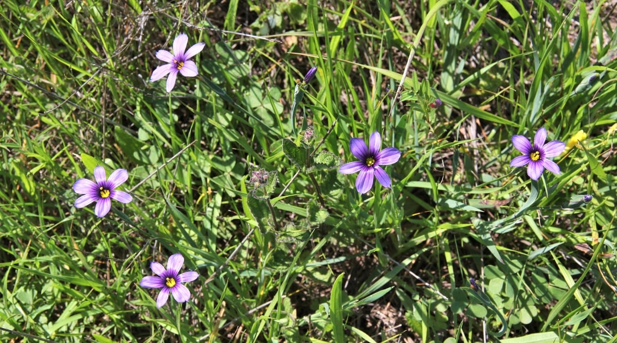 Five delicate purple flowers stand tall amid a sea of grasses, their slender stems swaying gently in the breeze. Bathed in warm sunlight, their petals create a mesmerizing contrast against the lush green foliage.