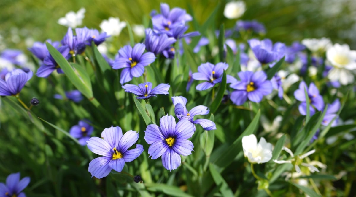 Amidst vibrant foliage, purple blue-eyed grass flowers bloom, their delicate petals catching the sun's golden rays. Nestled among them, white blossoms emerge, creating a stunning contrast against the rich hues.