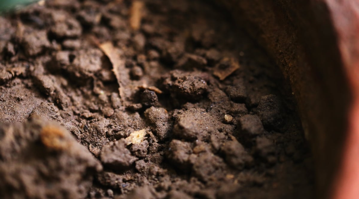 A close-up of nutrient-rich, damp brown soil in a brown pot. Tiny particles form a textured surface, teeming with nutrients. Moisture glistens across the soil, promising a nurturing environment for plant growth.
