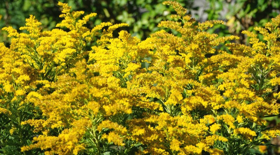 25 Top Plants to Attract Birds to Your Yard