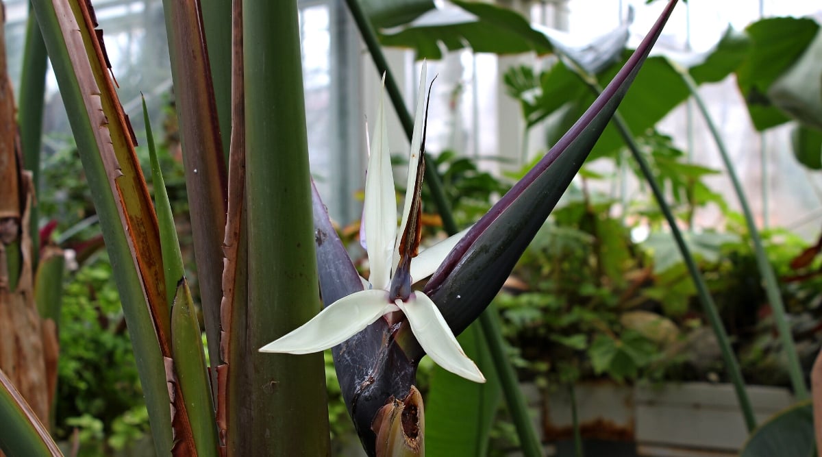 Close-up of a flowering Strelitzia alba plant in a greenhouse. This species features lush, arching foliage with dark green, leathery leaves. The plant produces delightful large inflorescence, resembling a bird's beak and plumage with rich purple and white petals.