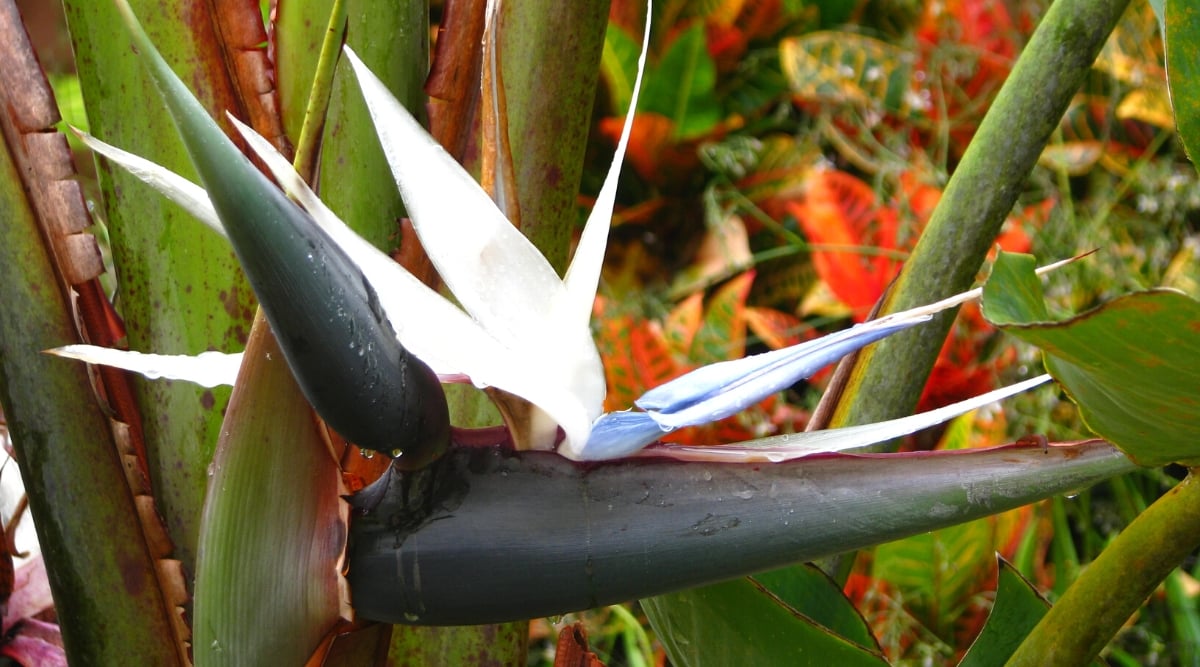 Close-up of a flowering plant Strelitzia caudata, commonly known as the mountain strelitzia or wild banana. It features large, banana-like leaves with an interesting twist. The flower consists of brightly colored bracts of white, purple and blue and a structure that resembles a bird's head and beak.