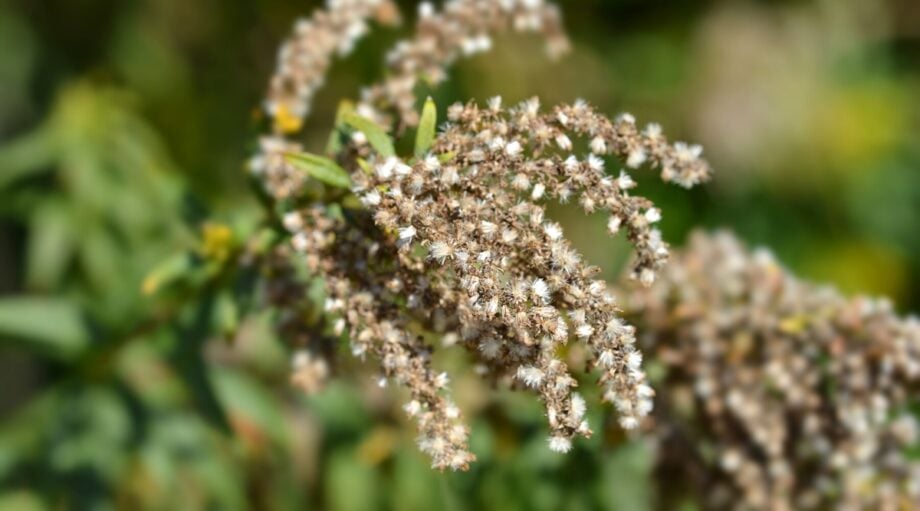 what do goldenrod seeds look like