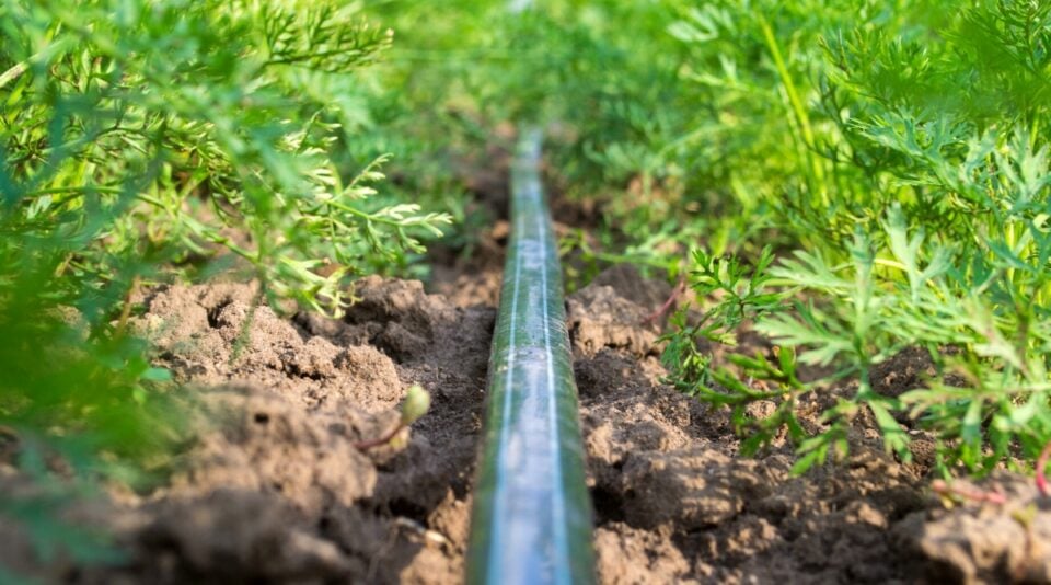 How Often and How Long Should I Run Drip Irrigation?