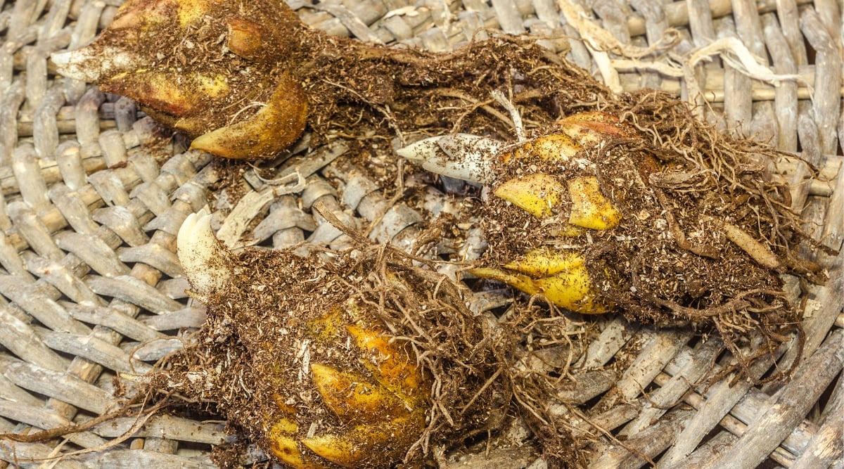 A close-up of three Turk's cap lily bulbs resting on a woven tray. Freshly dug, these bulbs retain traces of dark, nutrient-rich soil, poised to be planted and nurtured for their blossoming journey ahead.