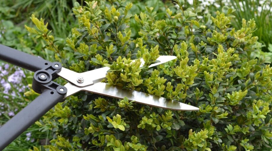 How to Prune Boxwood Shrubs