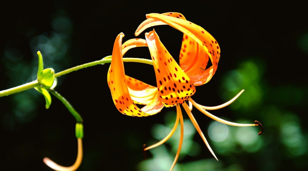 A vibrant orange Turk's cap lily blooms magnificently, showcasing deep spots against its petals. The sturdy stem gracefully supports the flower, while a soft blur highlights lush greenery in the backdrop.