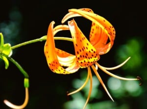 A vibrant orange Turk's cap lily blooms magnificently, showcasing deep spots against its petals. The sturdy stem gracefully supports the flower, while a soft blur highlights lush greenery in the backdrop.