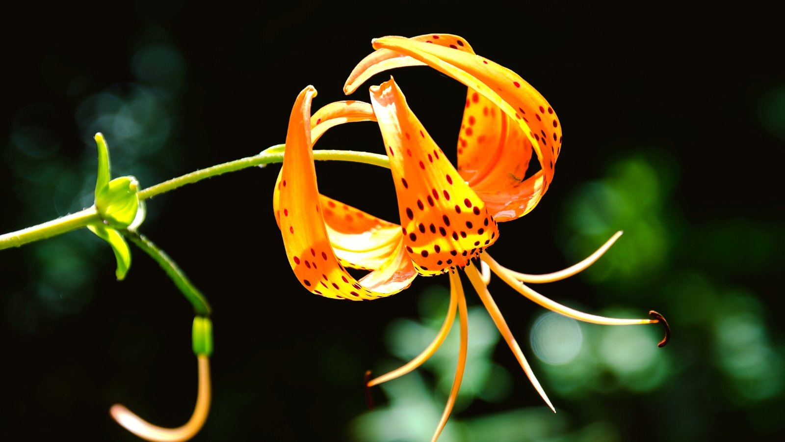 How to Plant, Grow, and Care for Turk's Cap Lilies