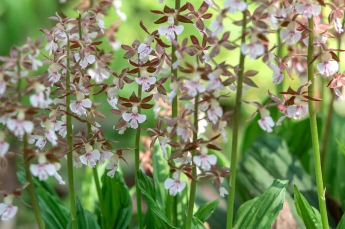 Close-up of Calanthe orchid discolor flowering plants in a garden against a blurred background. Its robust, pleated leaves form an attractive basal rosette with a glossy, dark green hue. Rising from the center of this foliage are tall, slender spikes bearing clusters of enchanting flowers. The blossoms, which have burgundy-brown petals and sepals, and white petals and labellums, feature a distinctive lip with intricate patterns.