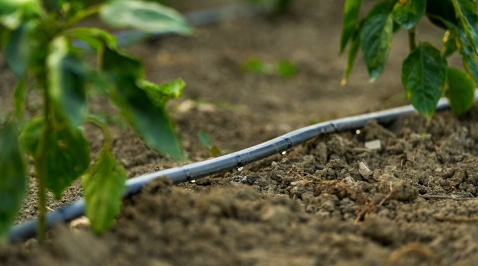 How Often and How Long Should I Run Drip Irrigation?