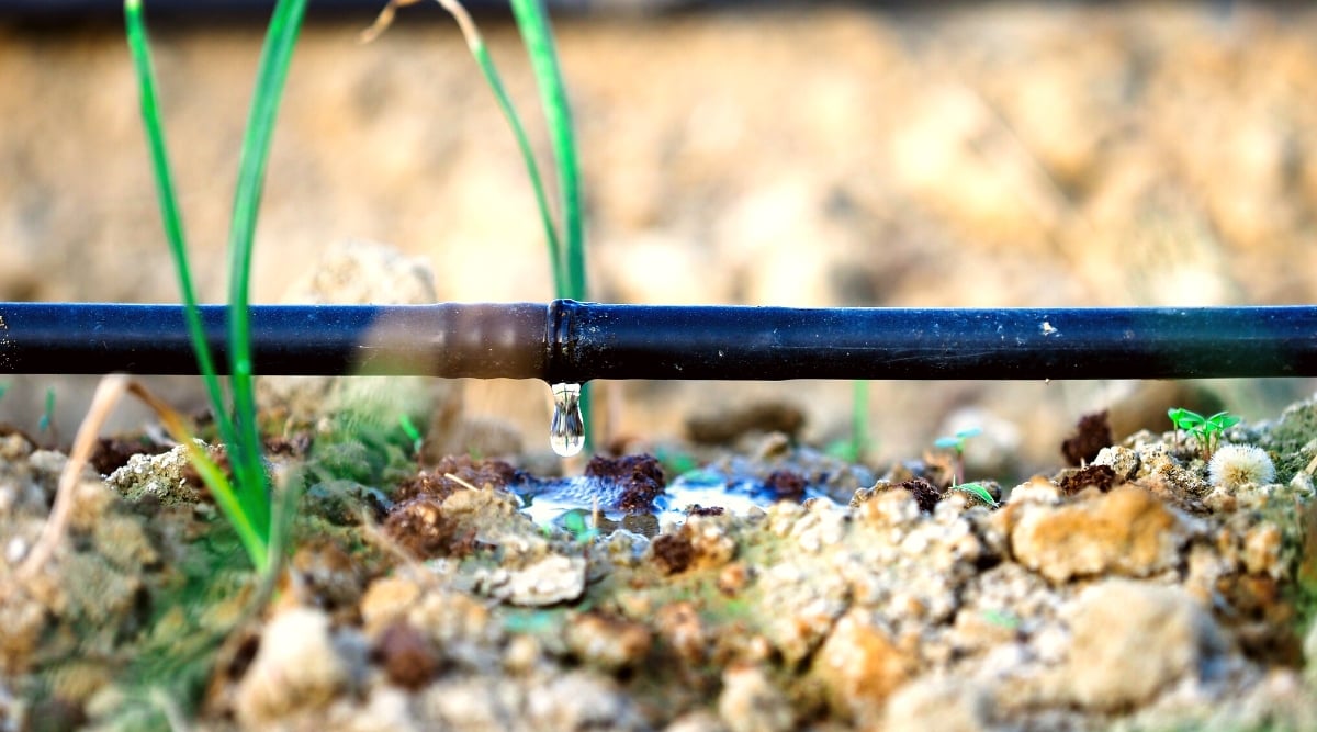 How Often and How Long Should I Run Drip Irrigation?