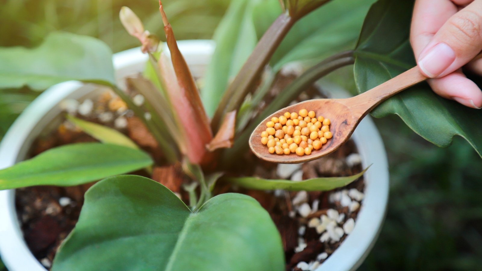 Should I Fertilize Houseplants in Winter?