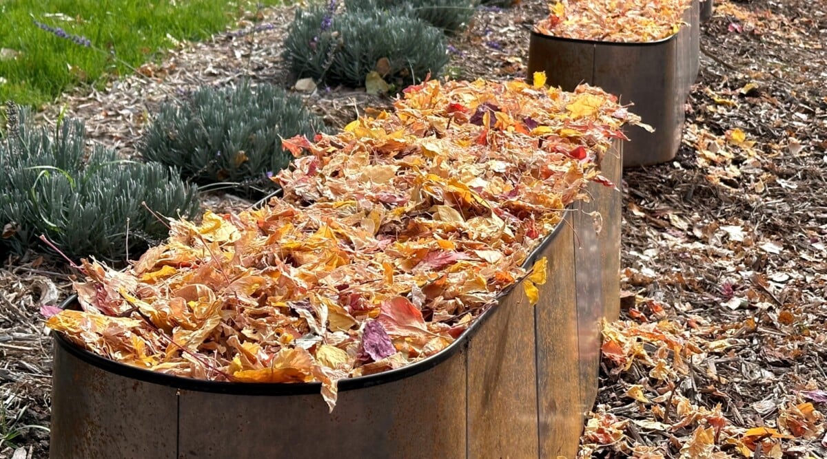 Can You Use Fall Leaves to Fill Raised Beds?