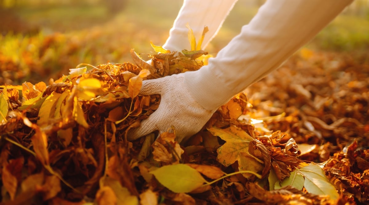 Close-up of female hands in a white sweater and white gloves collecting dry fallen leaves in the autumn garden. Leaves from different trees have different shapes from small oval to large palm-shaped. They also come in various shades of orange, yellow and brown.