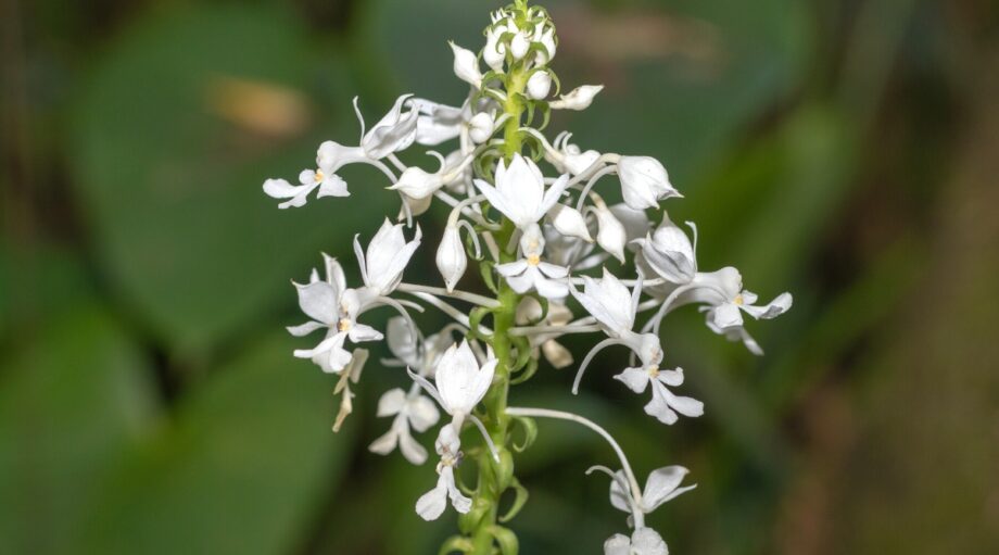 CALANTHE main image 0