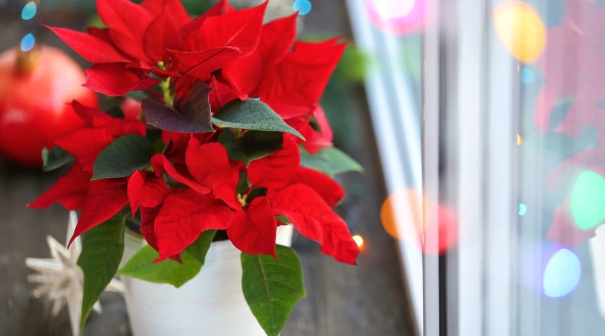 Close-up of a Poinsettia in a white pot on a windowsill with colorful lights. Poinsettia leaves are dark green, lance-shaped, and have a smooth texture. The distinctive feature of poinsettias is their red bracts, which are modified leaves surrounding the small, inconspicuous flowers.
