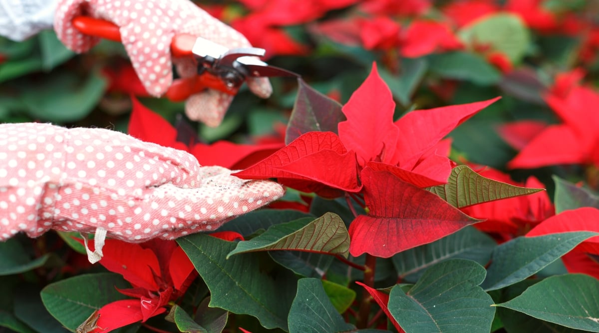 Close-up of female hands in pink gloves pruning Poinsettias plants with red pruning shears. The plant has dark green, pointed leaves that gracefully surround clusters of red bracts.