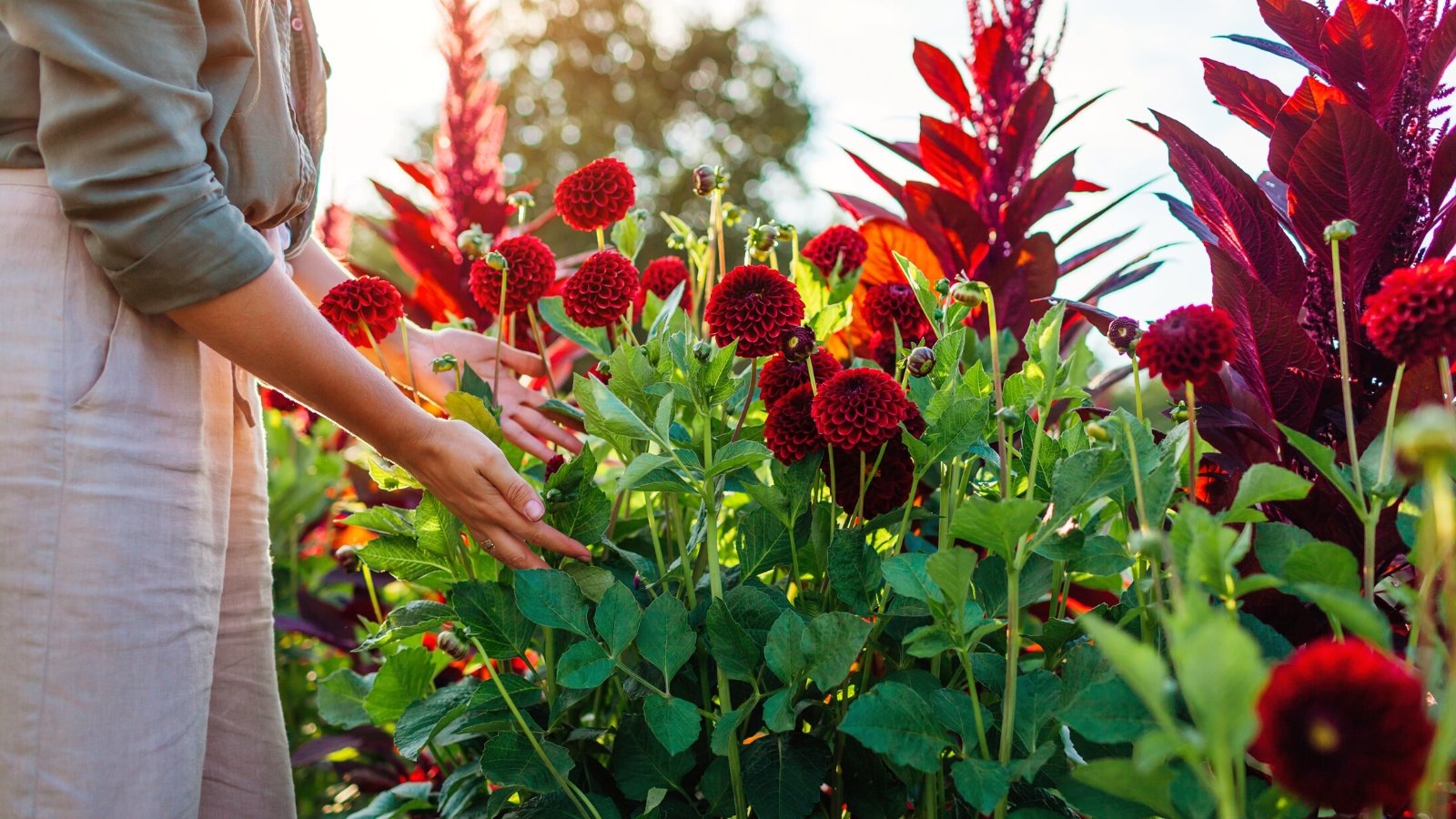 21 Beautiful SummerBlooming Flowers for Cutting Gardens