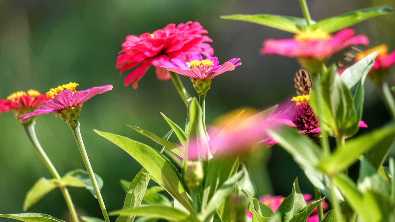 An Essential Guide to Sun Exposure for Gardeners