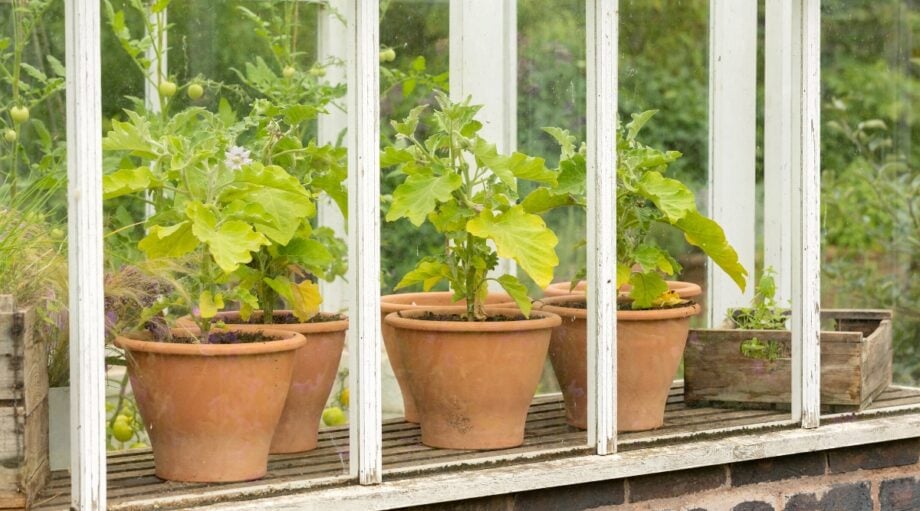 Why and How to Use an Unheated Greenhouse