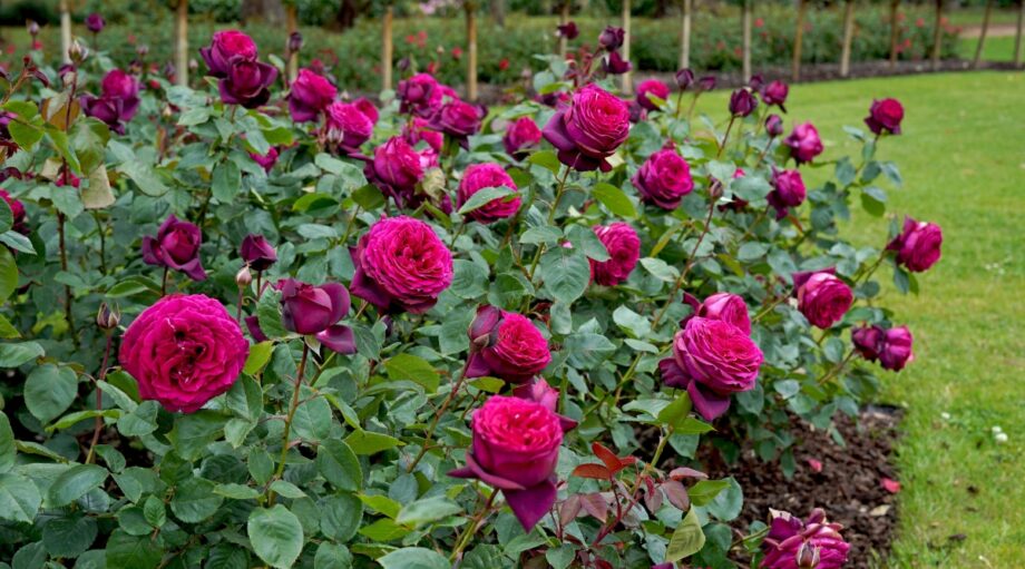 21 Most Beautiful Roses for Valentine's Day