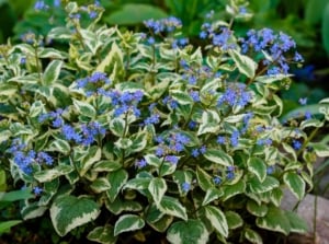 A close-up shot of a small composition of purple flowers and variegated leaves of a Brunnera, showcasing ground cover for shade