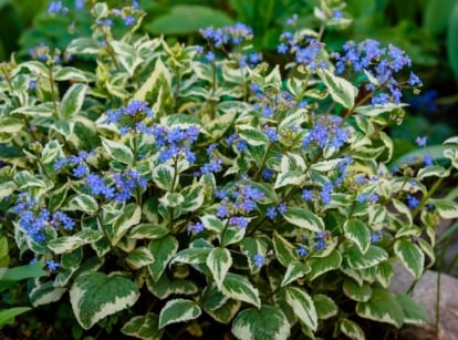 A close-up shot of a small composition of purple flowers and variegated leaves of a Brunnera, showcasing ground cover for shade
