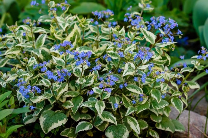 A close-up shot of a small composition of purple flowers and variegated leaves of a Brunnera, showcasing ground cover for shade