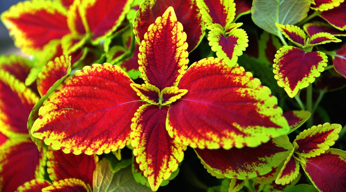 A close-up reveals the exquisite beauty of coleus leaves, highlighting their serrated edges with precision. The vibrant crimson hue dominates the leaves, creating a striking contrast against the lush green edges that accentuate the plant's overall allure.