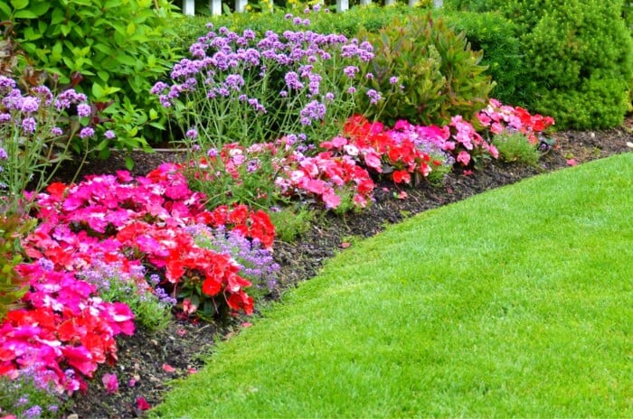 A vibrant, colorful garden border curves around a manicured lawn, creating a visually appealing contrast. The border is packed with a variety of flowers in shades of pink, purple, red, and white, including petunias, impatiens, and verbena.