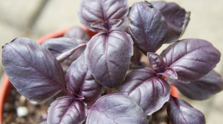 19 Types of Flavorful Basil for Your Garden