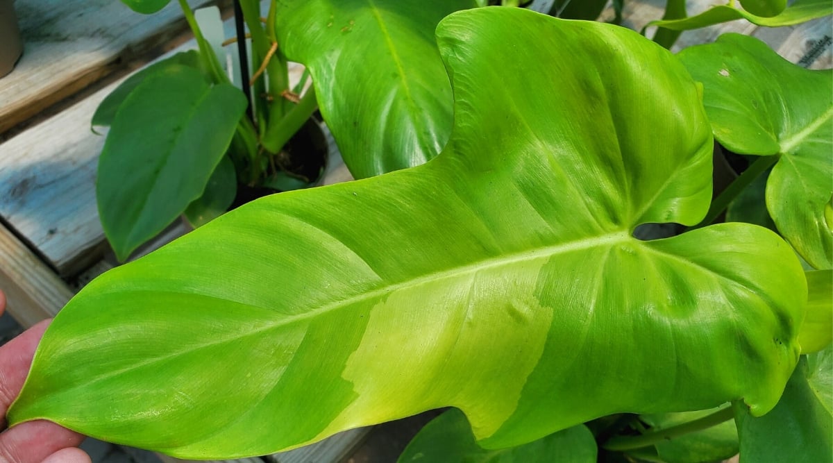 A close-up of a Philodendron Golden Violin leaf reveals its stunning, violin-shaped structure with green hues. Positioned against a lush foliage backdrop, it showcases nature's artistry with its intricate patterns and unique leaf structure.