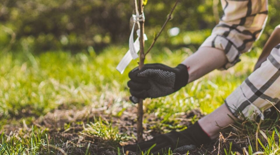 Can You Grow a Tree by Planting a Cherry Pit?