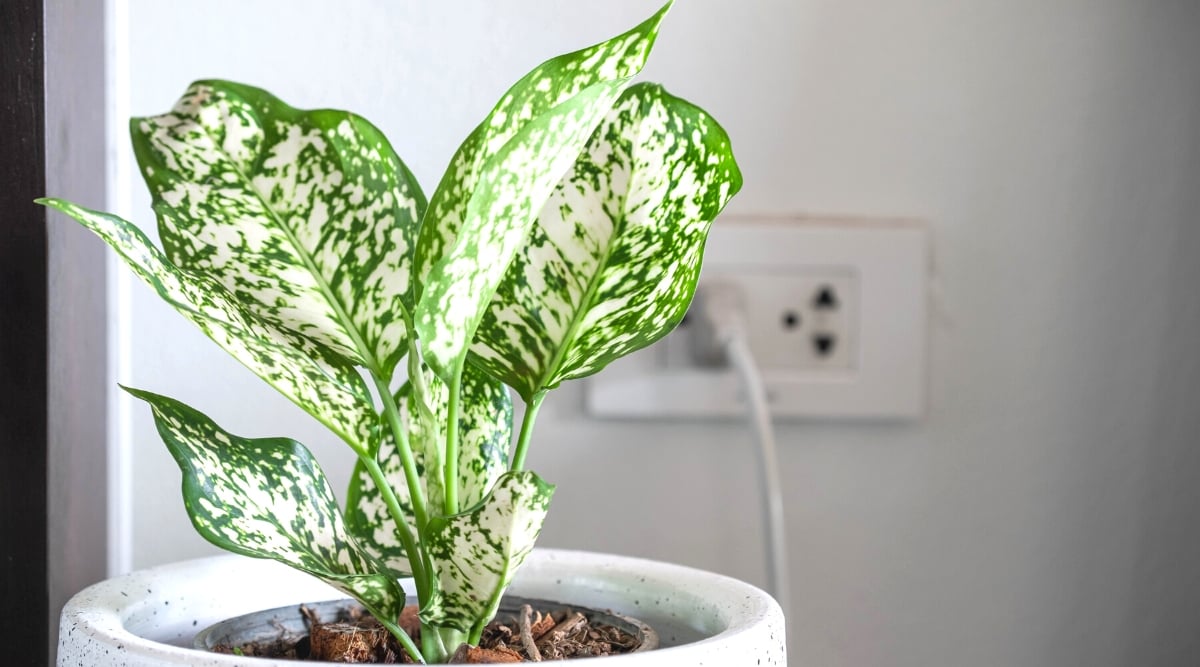A Chinese Evergreen plant, nestled in a pristine white pot, stands gracefully against a clean white wall adorned with a white outlet. The vibrant green leaves boast an enchanting touch of white spots, creating a harmonious contrast.