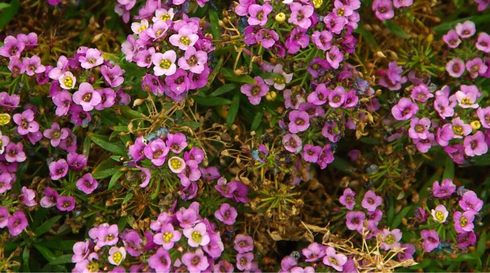 How to Plant, Grow, and Care for 'Rosie O'Day' Sweet Alyssum
