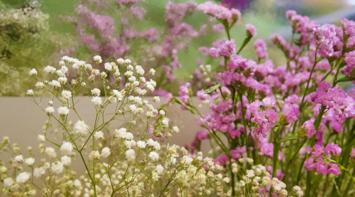Cottony white flowers bloom, delicate petals unfurling under sunlight, evoking a sense of purity and grace. Beside them, vibrant purple flowers also bloom, their rich hue contrasting beautifully with the soft white.
