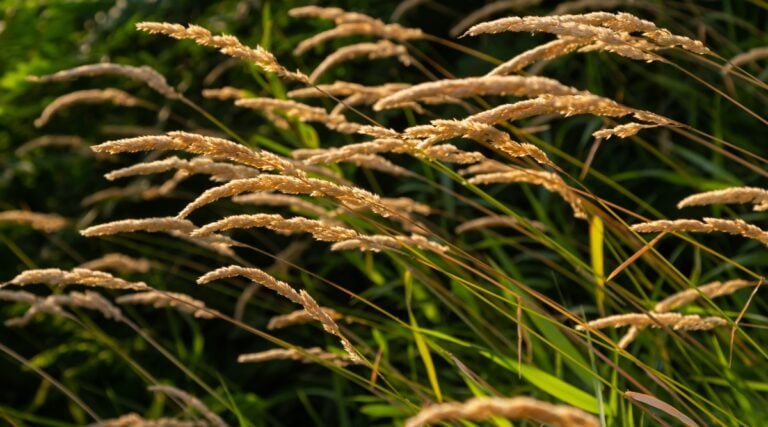 17 Ornamental Grasses You Can Grow From Seed