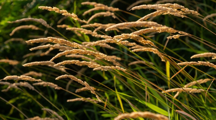 17 Ornamental Grasses You Can Grow From Seed