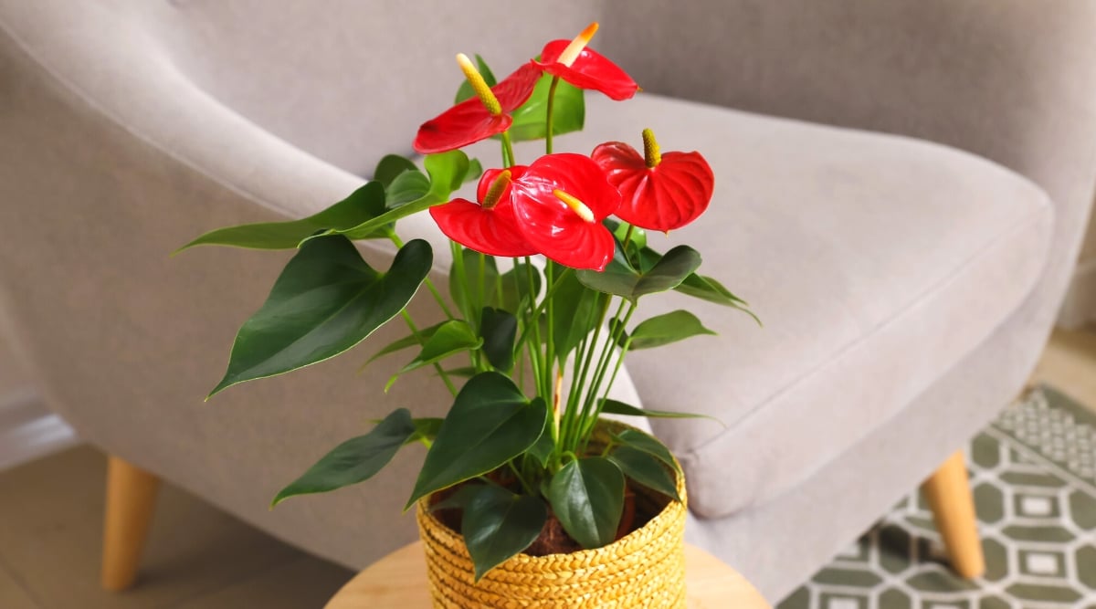 A red anthurium plant thrives in a beautifully woven pot, adding a touch of nature's elegance to the round coffee table it graces. Positioned nearby, a stylish gray armchair beckons relaxation.