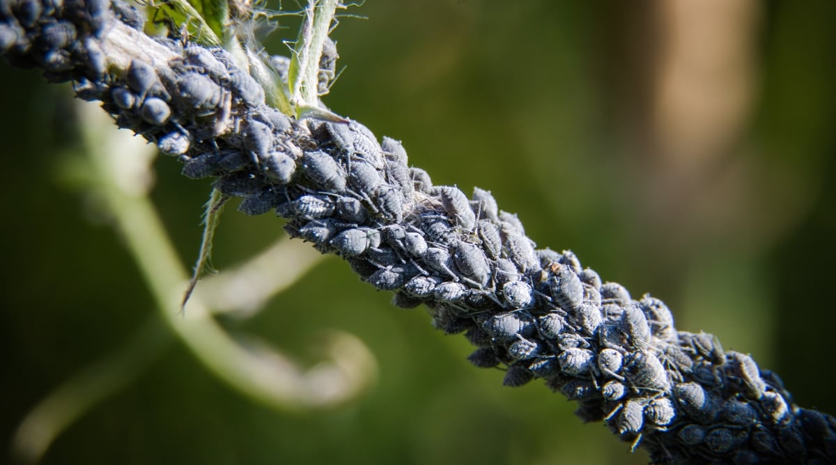 A close-up of a branch reveals a cluster of blue aphids, tiny insects congregating on its surface. Their activity poses a threat to the branch's health, potentially weakening its structure over time.